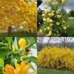 Le moment idéal pour tailler vos lilas pour une floraison spectaculaire l’année prochaine