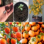 Cultiver des tomates : une croissance fulgurante !